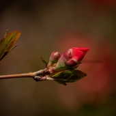 Todd Dieringer - "Quince Bud” – http://www.nicolastoddesigns.com/