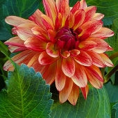 Patricia P Schnepf - “Natures Patterns” – http://www.patriciaschnepfphotography.com/