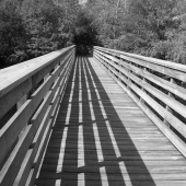 Elliott Block - “Into the Woods” – http://www.blockfineart.com/