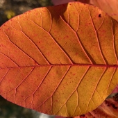 Martha Nance - “Veins” – marthanance59@gmail.com