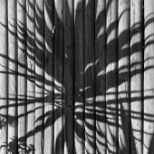 30-PD.-Diane-Lamboley-Fence-Flora-b