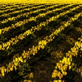 Peggy Curtis - “Dancing with Daffodils” – http://www.peggyphoto.com/