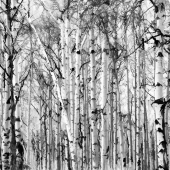 Barbara Mierau-Kein - “Black and White Tilting Aspens” – http://www.barbaramierauklein.com/