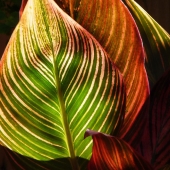 Diane Sanderson - “Zebra Stripes” – http://www.dianesanderson.mysite.com/