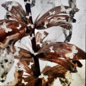 Rocío Hercam - “Caution” – http://www.rociohercam.com/