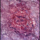 Christian Bell-Young - “Blackcurrent” – c.bell.young@icloud.com