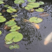 Shawn Park - “Family” – https://siheonpark98.wixsite.com/fineart