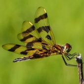 Martha Nance - “Dragonfly (Halloween Pennant)” – marthanance59@gmail.com