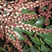 Marcia Berg Haskell - “Buds lying on its Leaves” – http://www.marciascreativeworld.com/