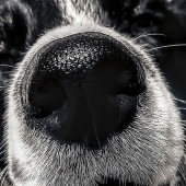 Ashley Orander - “Moma Nose Best” – o.adulting@gmail.com