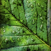 Debra Pena Priolo - “Waters of Life” – dlpenapri@gmail.com