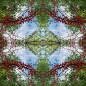 Barbara Smits - “Virginia Creeper Phantasm” – http://www.onwfrontiertours.com/