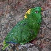 Lynne Ayers - “Guy” – https://lynneayersartist.wordpress.com/