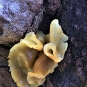 Lisa Phillips - “Spontaneous Spore” – llynnphill3@gmail.com