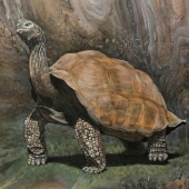 Linda Steele – “The Galapagos Tortoise” – steeleoriginals@comcast.net