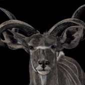 George Ann Johnson –  "Kudu" – www.gajart.com