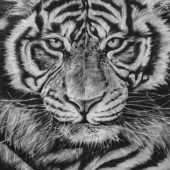 Jodie Howard Filan – “Bengal Tiger” – www.facebook.com/jodiefilanart