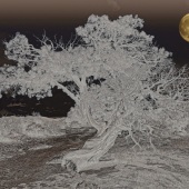 Maureen Ravnik - “Juniper Moon” – www.maureenravnik.crevado.com