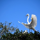 Shirley J Robinson - “Mama's Home” – lint8546@gmail.com