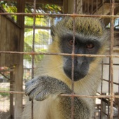 Polly Weldon - “The Orphan” – www.pollyweldon.wixsite.com/mysite