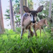 Polly Weldon - “Curious Fawn” – www.pollyweldon.wixsite.com/mysite