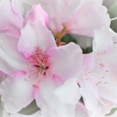 Vanessa Colerick - “Rhododendron Beauties” – dixieland12@comcast.net