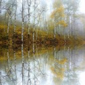 Mary Schwindt – “Aspen in the Fog” – www.mschwindtphotography.com