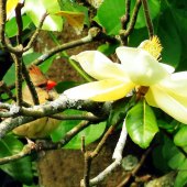 Michele Munyak - “A Cardinal and a Magnolia Flower” – munyak@att.net