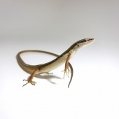 Polly Weldon - “Asian Grass Lizard” – www.pollyweldon.wixsite.com/mysite