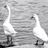 Stacey Harris – “Me and Julio” – www.staceyharrisart.com