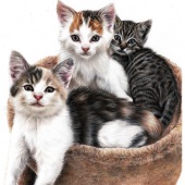 4th Place – Sema Martin – “Three Happy Kittens” – www.semamartin.com