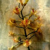 Hon. Mention - Michael J. White - “Aesculus Flava (Yellow Buckeye)” – www.mjwdesigns.art