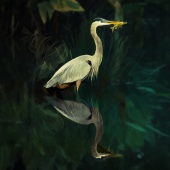 Hon. Mention – Shelley Benjamin - “Lunch Time” – www.artboja.com/art/w6ytal