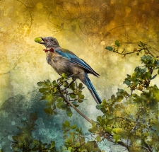 2nd Place - OA - Moore (1) Img #4  Blue Jay Presenting