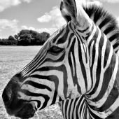 Michaelann Kelley - "Zebra Black and White” – kelleymichaelann50@gmail.com