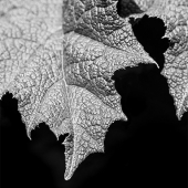 Eric Renard - "Kitz Appeal” – https://ericrenardphotography.com/