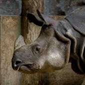 Gareth Jones – “Texture Defined - Steel-Wood-Skin-Horn” – http://www.gpjones1.format.com/