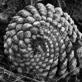 Sy Phelan – “Pine-Cone-Green!” – http://www.theartofsyphelan.com/