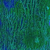 Marcia Berg Haskell - "Interwoven Strands” – http://www.marciascreativeworld.com/