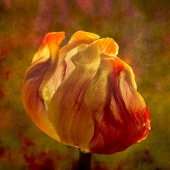 Peggy Curtis – “Tulip” – peggy@eskimo.com