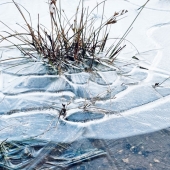 Tracey Lee Cassin - "Shards of Frozen White” – https://traceyleecassin.com/