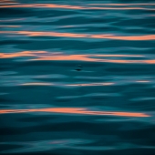 Charles T. Miller - "Water Reflections with Bird” – ctmiller21@comcast.net