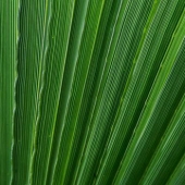 Efi Sutton - "Abstract by Nature No.15” – http://www.abstractbynaturephotography.com.au/