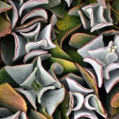Sy Phelan – “Succulents” – http://www.theartofsyphelan.com/