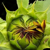 Patricia Schnepf – “Oh to be a Sunflower” – http://www.patriciaschnepfphotography.com/