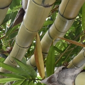 Janet Roller-Schmidt – “Bamboo” – https://janetrollerschmidt.zenfolio.com/