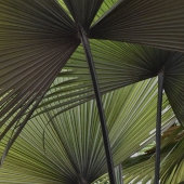Janet Roller-Schmidt – “Three Vertical Palms” – https://janetrollerschmidt.zenfolio.com/