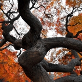 Hon. Mention – Kristopher Schoenleber - "Twisted” – http://www.kgsphoto.com