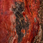 Don Jacobson - “Madrone” – http://www.donjacobsonphoto.com/