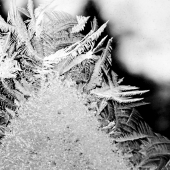 Greenwood (1) Img #2  Frost Feathers